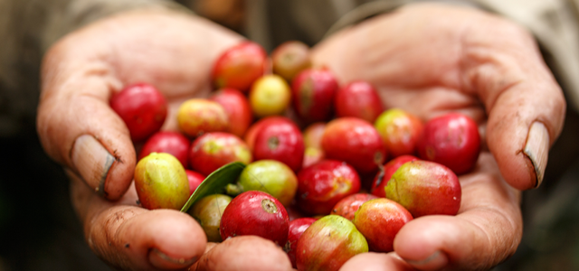FAIRTRADE JAPAN